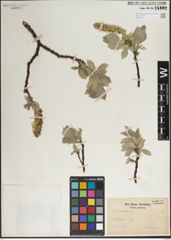 Foto von Salix lanata L.